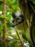 Thomas leaf monkey, Sumatra